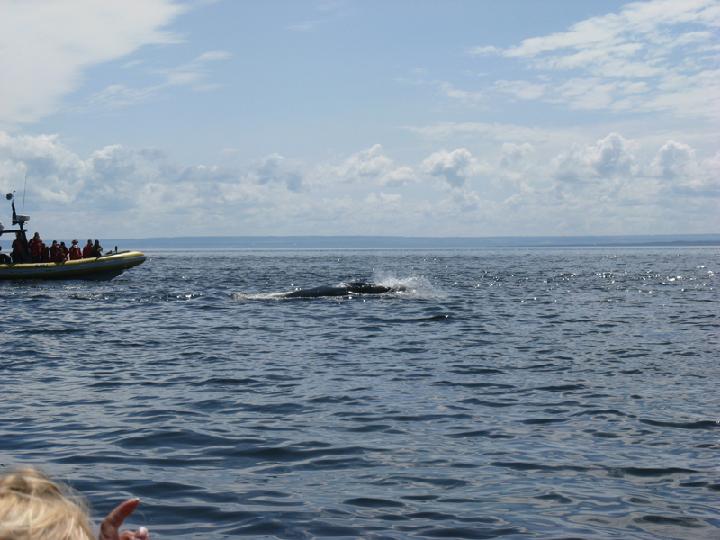 Baleines 025.JPG